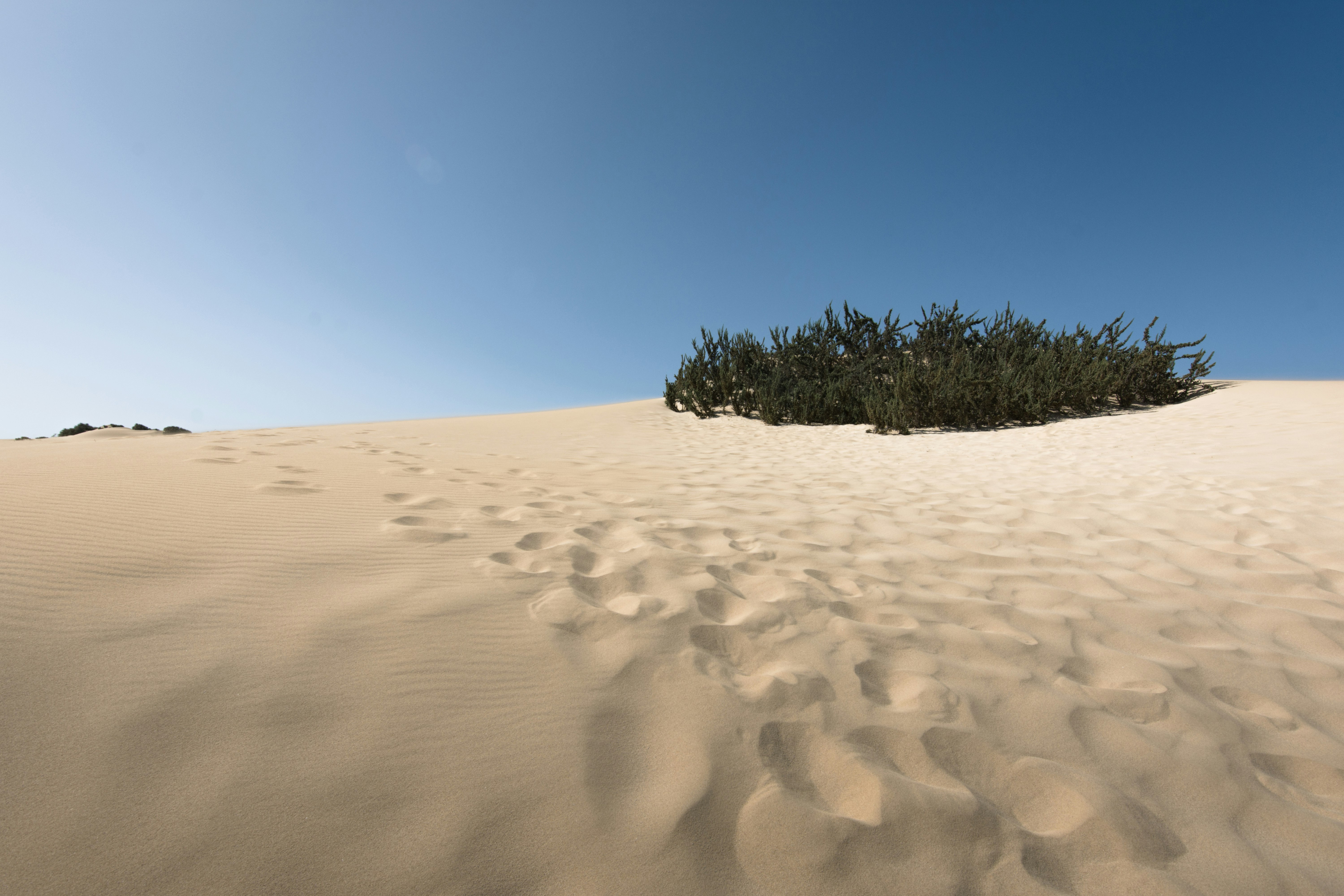 green plants in desert